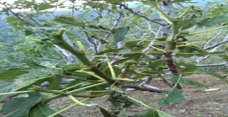 İncir Üreticisini Yaz Yağmurları Vurdu