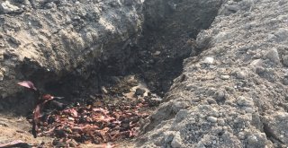 Çevreye Duyarsızca Atılan Kurban Atıkları Ekiplerce Toplandı