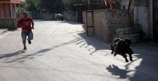 Pazardan Aldığı Keçi Çocuğu Gibi Oldu