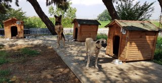 (Özel Haber) Sokak Hayvanları İçin Sosyal Sorumluluk Projesi