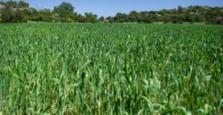 Mersin Büyükşehir'den Kaliteli ve Genetiği Değiştirilmemiş Buğday Üretimine Destek
