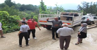 Yüzen Dana Ferdinand Yola Çıktı