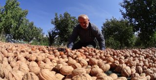 (Özel Haber) Ceviz Üreticisi Değişen İklim Karşısında Taktik Değiştirdi