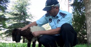 Çöp Konteynerinde Bulunan Kuzuya Belediye Sahip Çıktı