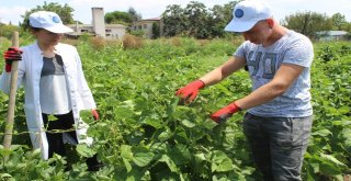 (Özel Haber) Hem Üniversite Okuyor, Hem De Organik Sebze Üretiyorlar