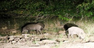 Aydında Domuzlar, Çiftçinin Uykusunu Kaçırdı