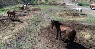 Beykozdaki Atlar Kamyonlarla Şehir Dışına Götürülüyor