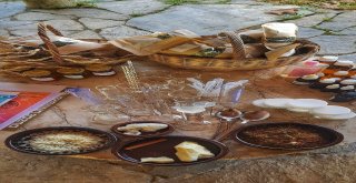 Tıbbi Ve Aromatik Bitkilerin Yaygınlaştırılması Çalışmaları Hızla Sürüyor