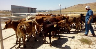 Özalplı Çiftçilere Hayvan Desteği