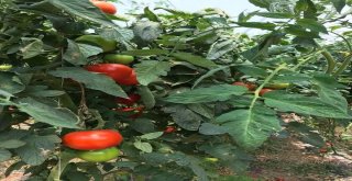 Erzincanda Domates Üretimi Artıyor