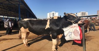 Siverekte Kurbanlıklar Satılmaya Başlandı