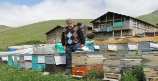 Arıcılar Anzer Balının Rekoltesini Düşük Bekliyor