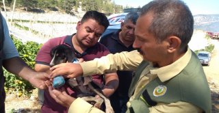 Alevlerin İçinde Kalan Köpeği Ormancılar Kurtardı