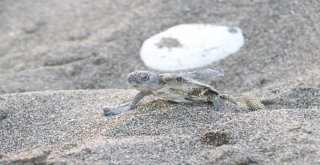 (Özel) Dünyanın Gözü Mersin Sahillerinde