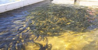 Dünyanın En Genç Şelalesi 400 Bin Misafire Ev Sahipliği Yapıyor