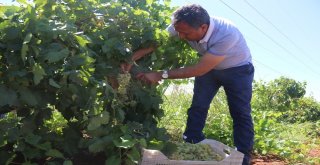 Belediyenin Yetiştirdiği Üzümler Yoksulların Sofrasına Gidiyor
