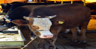 Yasak Yerde Kurban Kesiminin Cezası 105 Lira