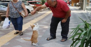 Mırmırı Gören Köpekler Yolunu Değiştiriyor
