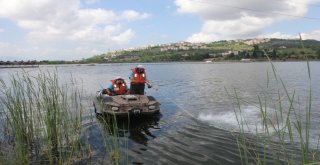 Kocaelide Asya Kaplan Sivrisineği Alarmı