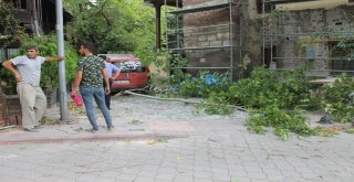 Çankırıda Fırtına Ağaçları Kökünden Söktü