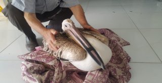 Gökten Pelikan Düştü