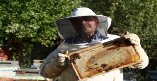 Bayburtlu Arıcıların “Ballı” Mesaisi