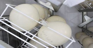 1,5 Ayda Yumurtadan Çıkıyor, Tanesi 500 Liradan Alıcı Buluyor