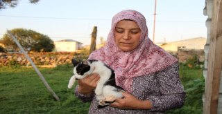 Sakat Kediye Sahip Çıktılar