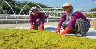 Manisada Kuru Üzüm İçin Hasat Erken Başladı