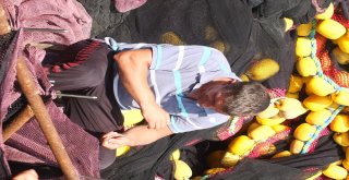 (Özel) Balıkçıların 147 Günlük Yasağında Son Gün