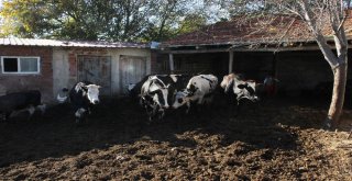 Bursada Ayılar 11 İneği Parçalayıp Toprağa Gömdü