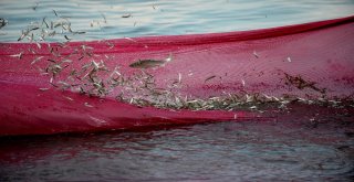 (Özel Haber) Balıkçılar Bu Balığa Av Yasağı Getirilmesini İstiyor