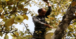 Adı Da Tadı Da Özel Olan Göbek Elmasında Hasat Zamanı