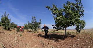 (Özel Haber) Ceviz Üreticisi Değişen İklim Karşısında Taktik Değiştirdi