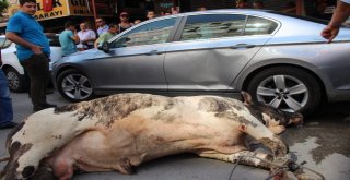 Limandan Kaçan Angus Kente Daldı