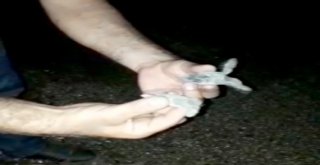 Yolunu Kaybeden Yavru Caretta Carettalara Yardım Eli