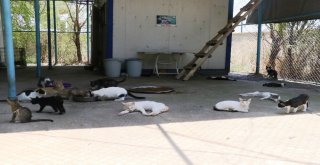 Veterinerden Hayvanlar İçin ‘Su Uyarısı