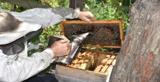 68 Yaşındaki Arıcı Engel Tanımıyor