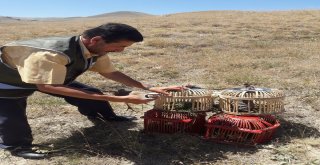 Tedavileri Tamamlanan Keklikler Doğaya Bırakıldı