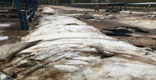 Thk  Simav Şubesi 6 Bin 984 Deri Topladı