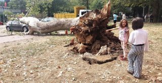 (Özel Haber) Devrilen 190 Yaşındaki Çınar Lüks Otomobili Hurdaya Çevirdi