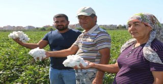 Antalyada Sezonun İlk Pamuğu Kilogramı 50 Liradan Satıldı