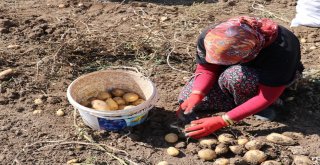 Sivasta 60 Bin Ton Patates Hasadı Bekleniyor