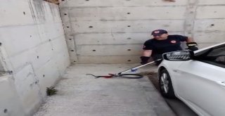 Hastane Bahçesinde Kara Yılan Yakalandı
