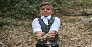 Uluderede Ceviz Hasadı Başladı