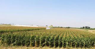 Antalyada Yılın İlk Silaj Üretimi Başladı