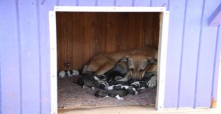 Su Borusuna Sıkışan Yavru Köpekler Kurtarıldı