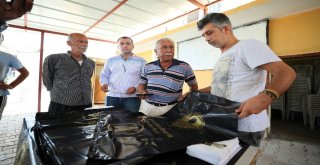 Mersinde Akdeniz Meyve Sineği İle Kültürel Mücadele