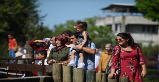 Kurban Bayramında Hayvanat Bahçesine Yoğun İlgi