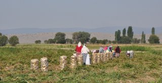 Sandıklıda Yeni Mahsul Patates Hasadı Başladı